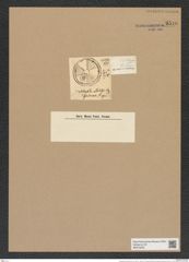Actinoptychus parda Castr. (de-Toni-Nr.: Genus 227, Species 5629) Zeichnungen Sammlung Grunow Nr. 9516 (NHMW-BOT-W0379503)